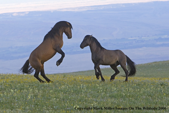 Wild horses in habitat.
