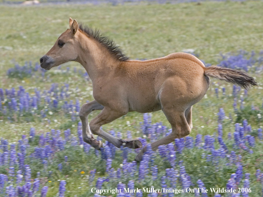 Wild horse in habitat.
