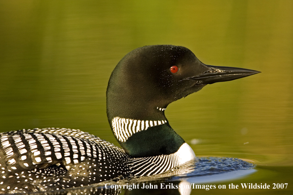 Loon in habitat