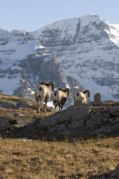 Herd of Rocky Mountain bighorn sheep (rams).