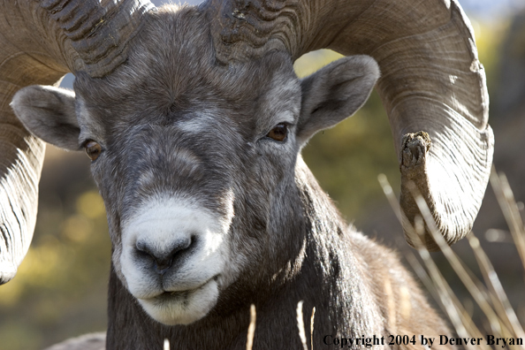 Rocky Mountain bighorn sheep (ram).