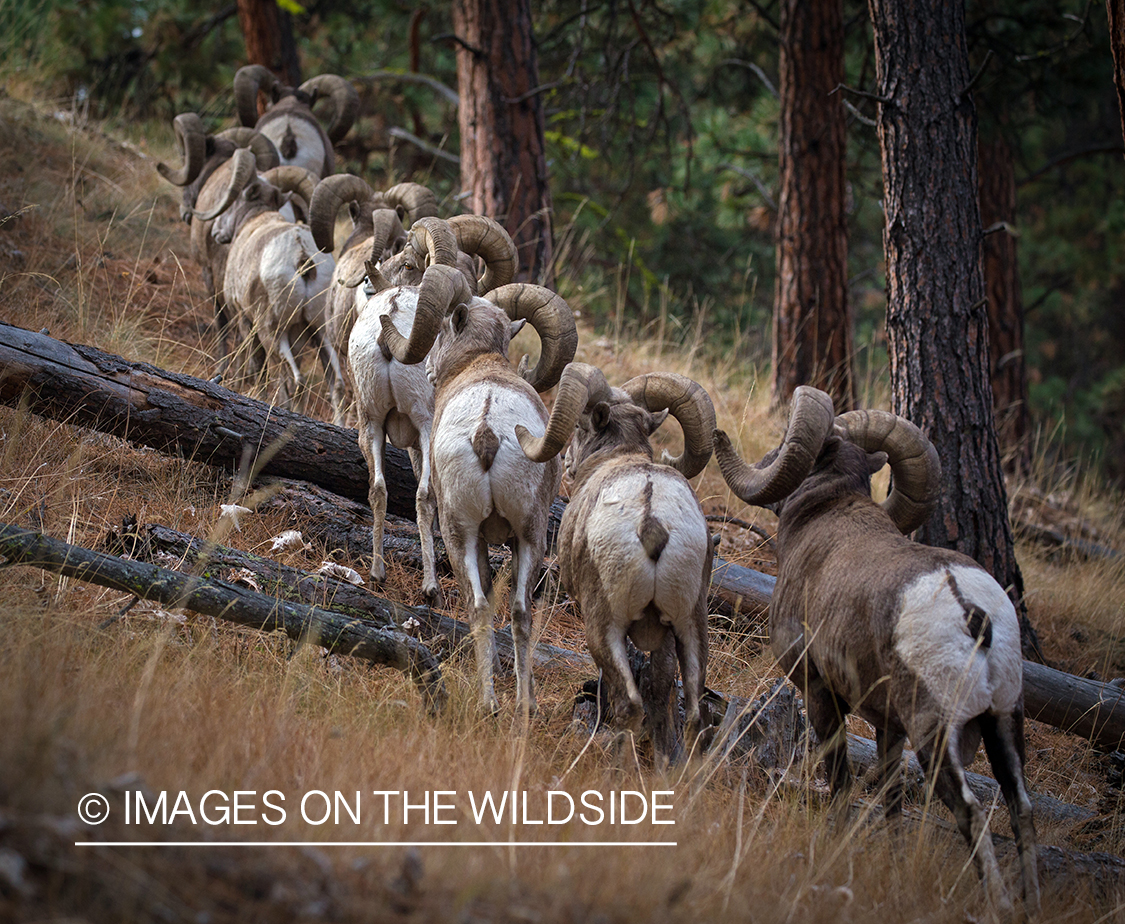 Bighorn sheep rams in habitat.
