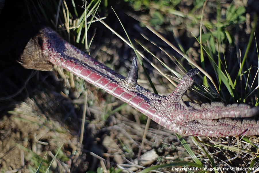 Merriam Turkey spur.