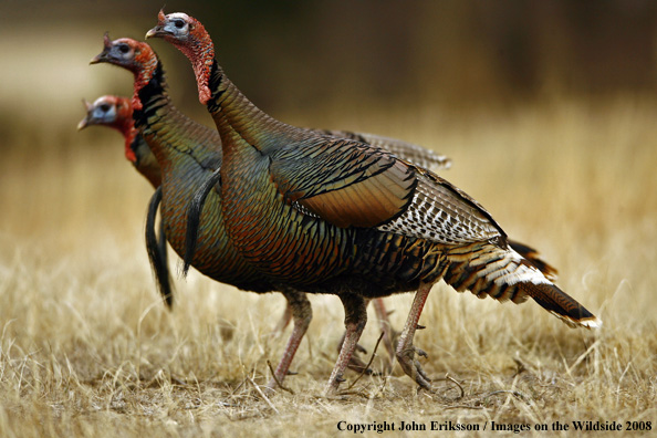 Rio Grande Turkeys in habitat
