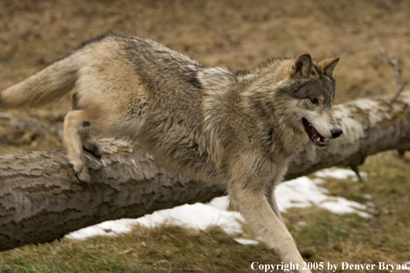 Gray wolf running in habitat.