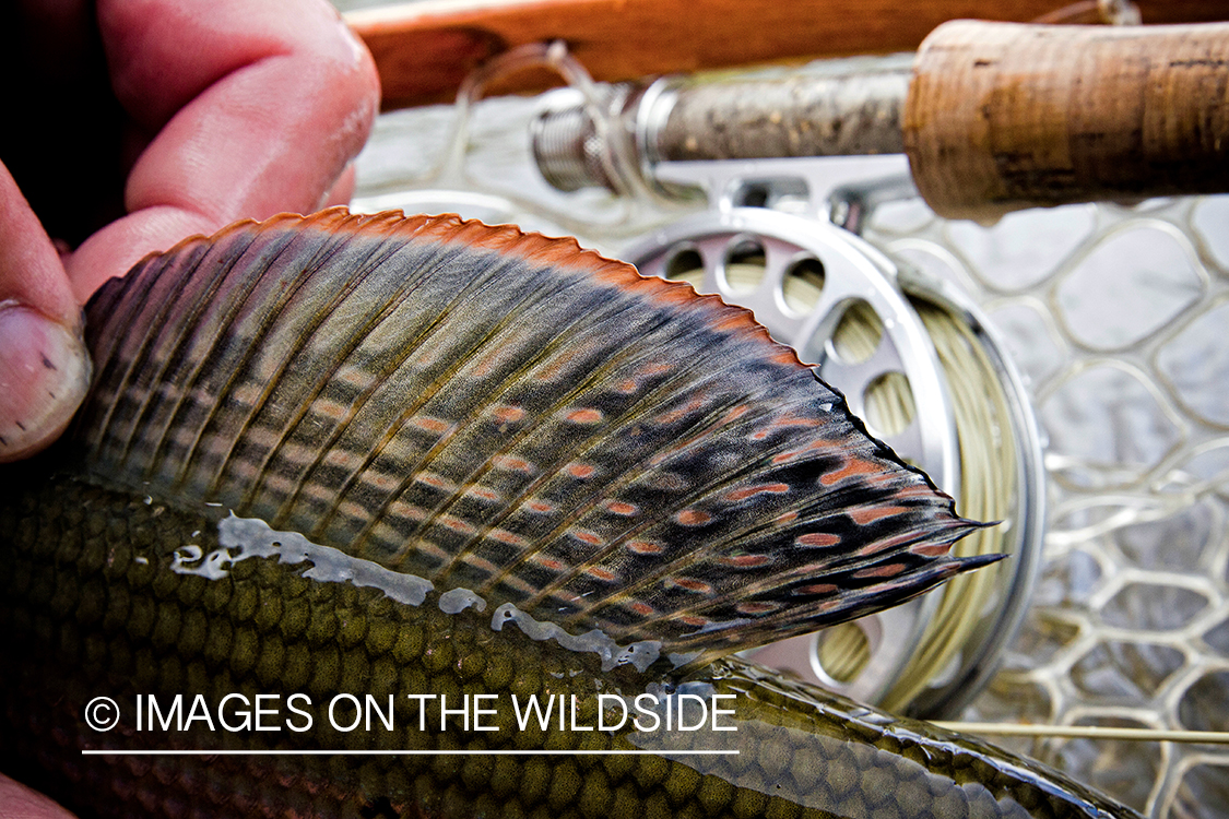 Dorsal fin of grayling.