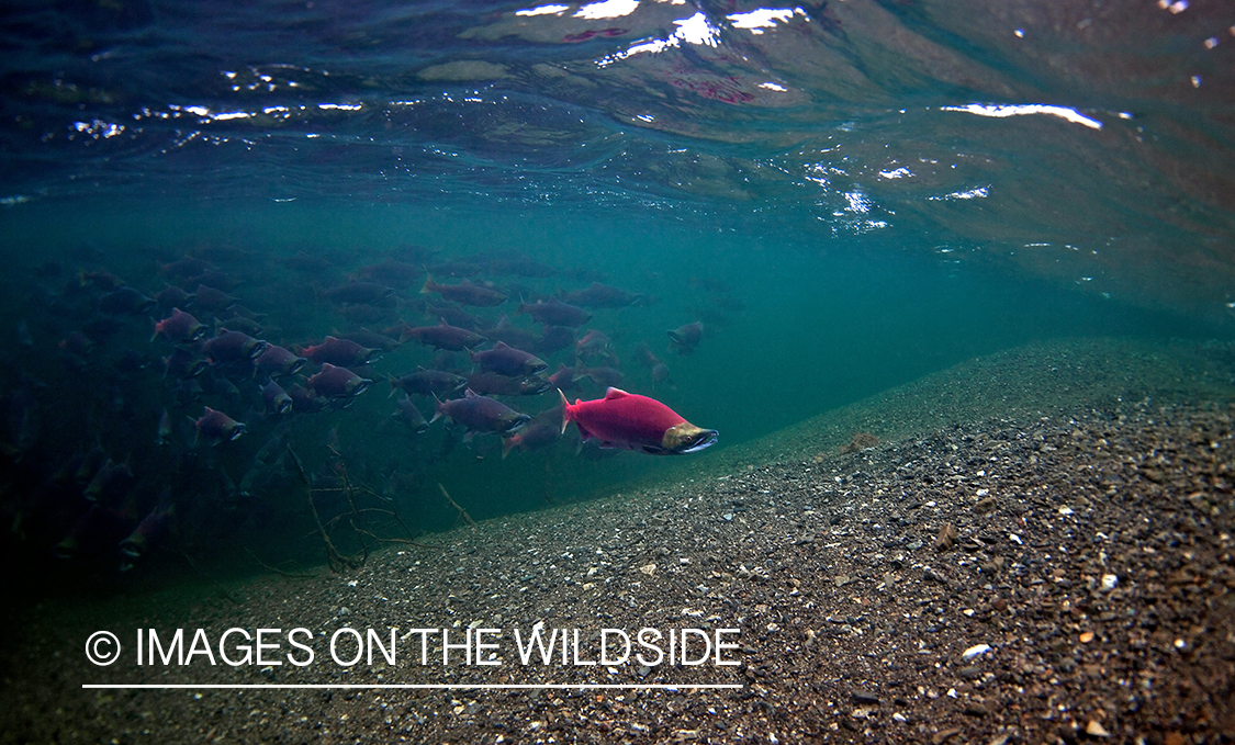 Alaskan Sockeye Salmon (Iliamna, Alaska)
