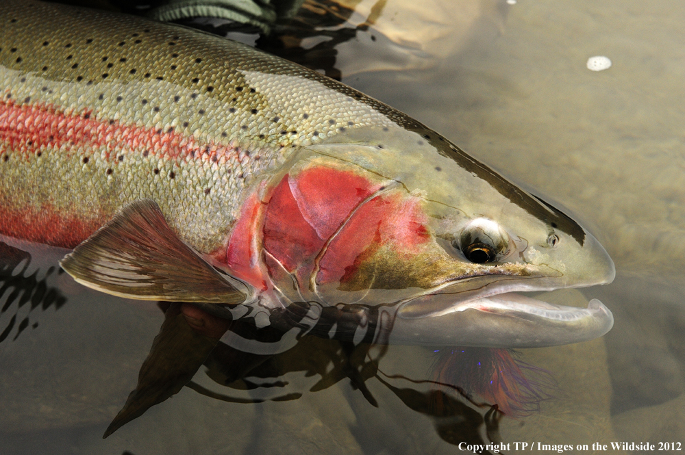 Steelhead with fly. 