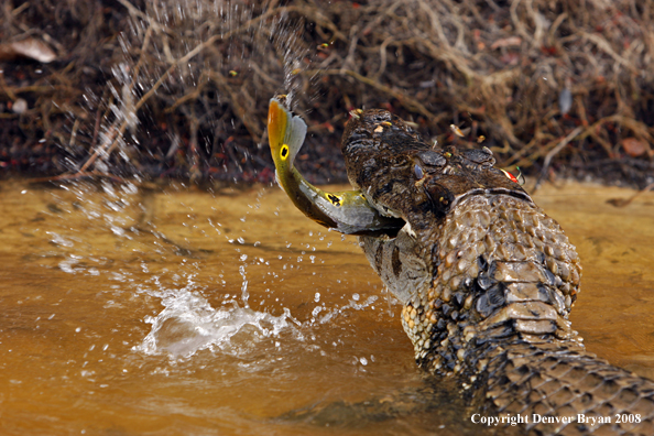 Caiman with peacock bass catch