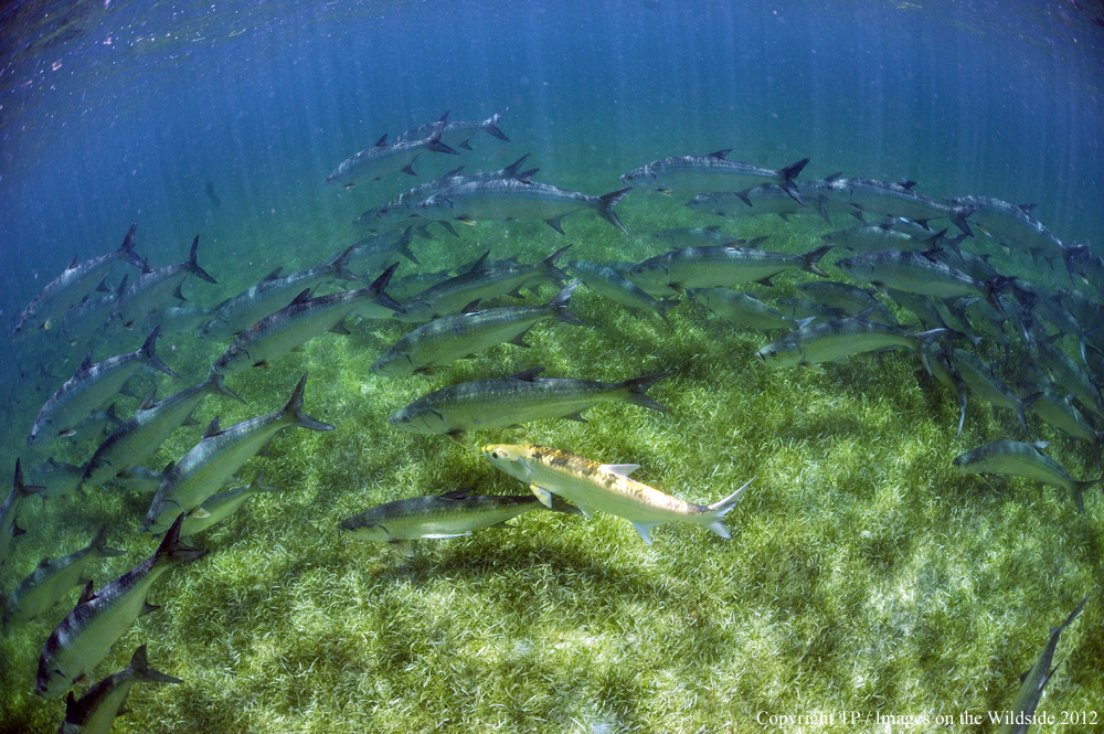 Tarpon in water. 