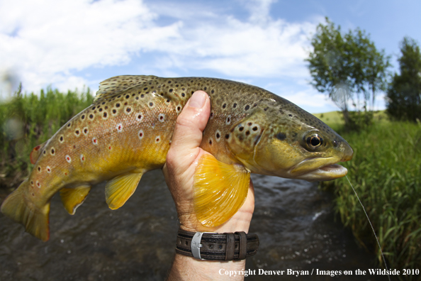 Flyfisherman holding brown trout