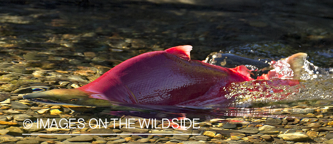 Sockeye Salmon in habitat.
