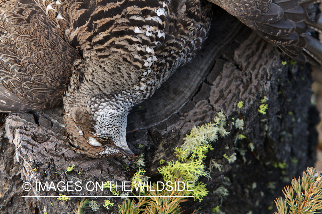 Bagged Dusky (mountain) grouse close-up in field. 