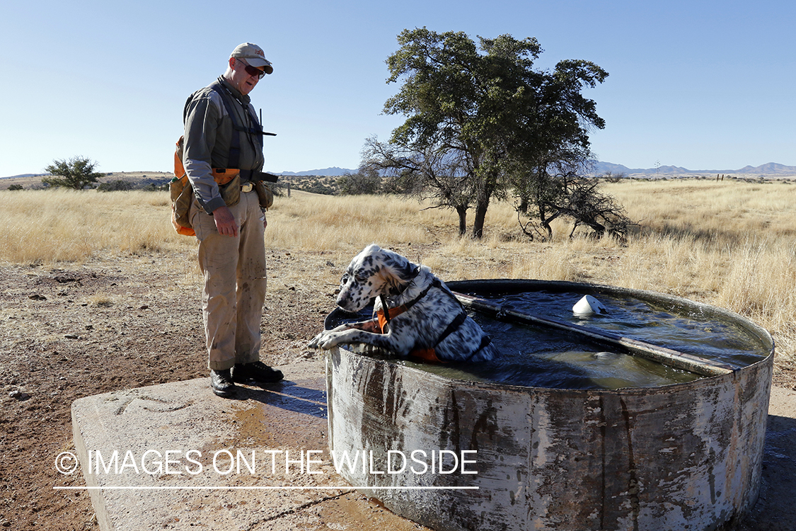 Upland game bird hunter cooling dogs off in water trough.