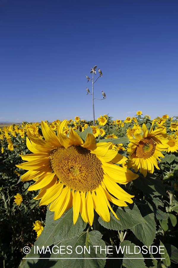 Dove decoy on tree stand in sunflower field.