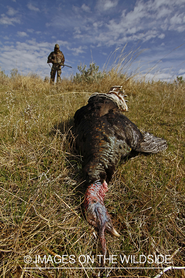 Turkey hunter approaching downed merriam turkey.