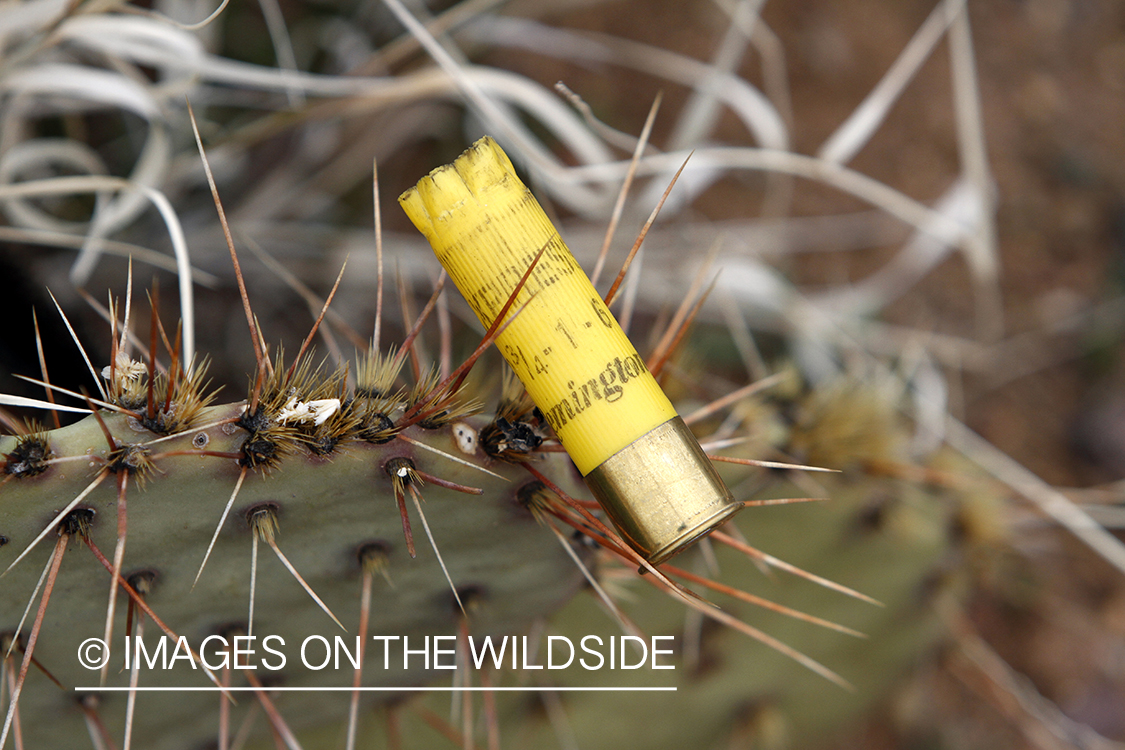 Fired shotgun shell on Arizona cactus.