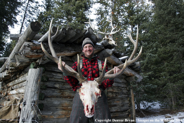 Elk hunter with bagged bull. 