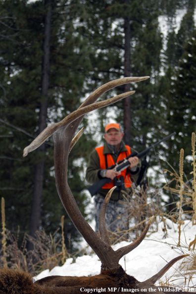 Big game hunter approaching downed elk.