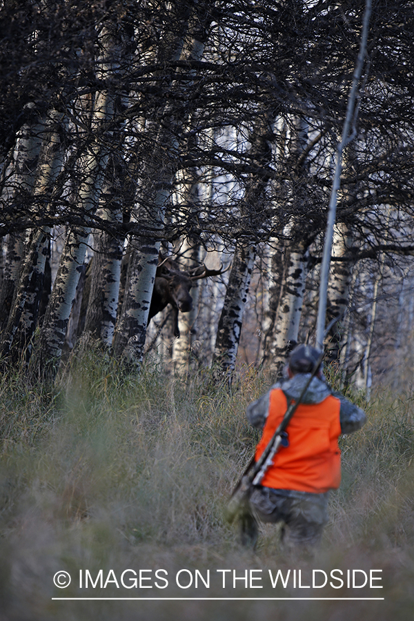BIg game hunter tracking moose. 