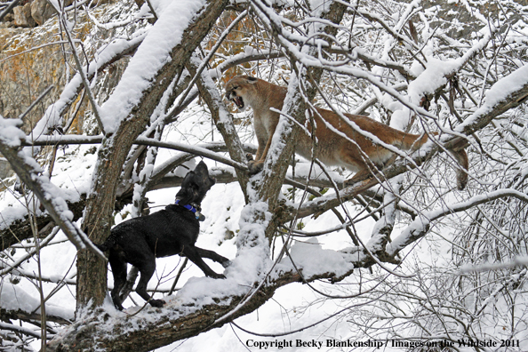Hunting dog holding mountain lion in tree
