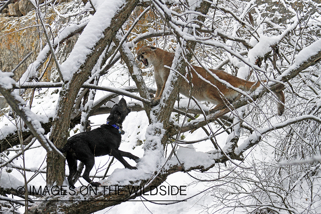 Hunting dog holding mountain lion in tree