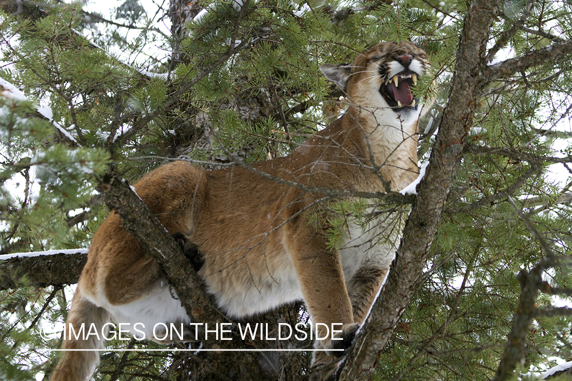 Mountain lion in tree.