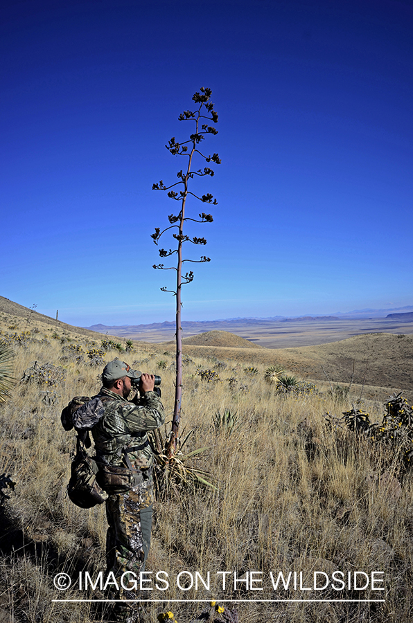 Hunter searching for Coues deer.