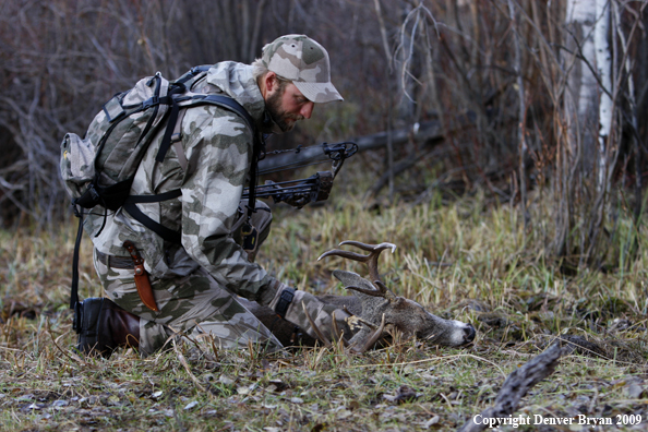 Bowhunter checking bagged whitetail buck.