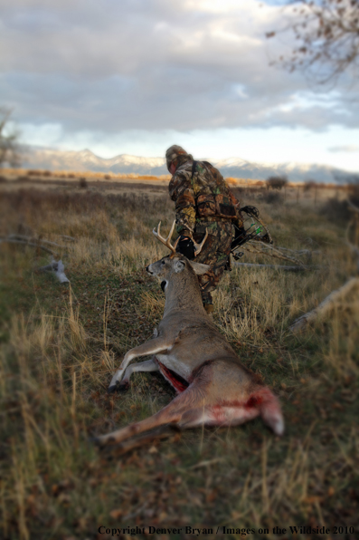 Bowhunter dragging bagged whitetail deer. (Original image # 11049-017.31D)
