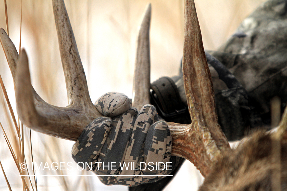 Bowhunter holding bagged white-tailed buck antlers.