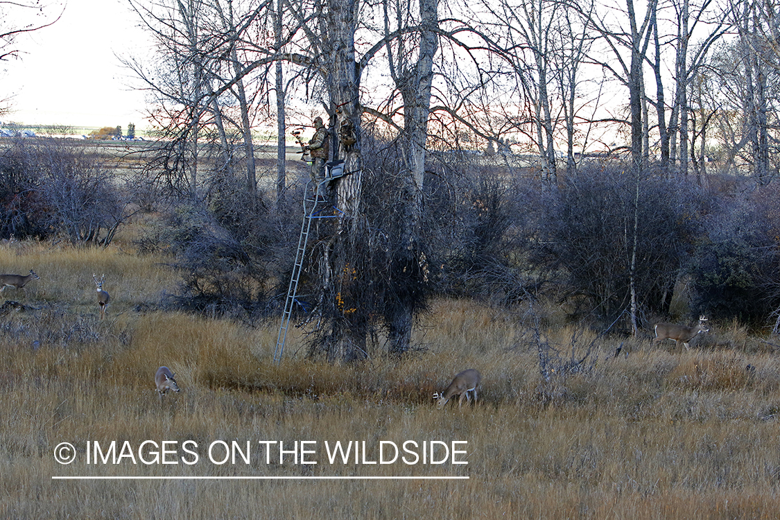 White-tailed deer nearing hunter in tree stand.