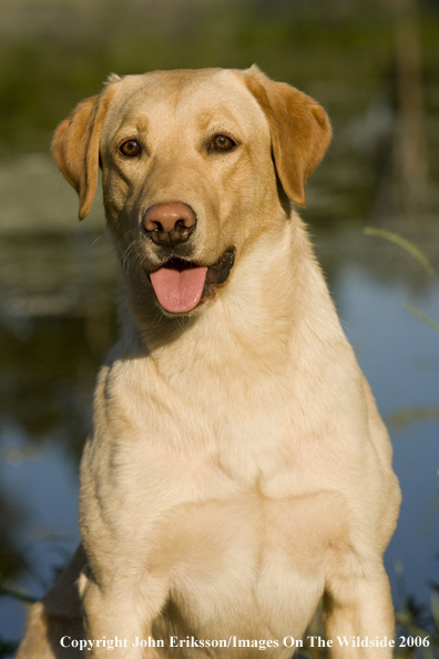 Yellow Labrador Retriever.