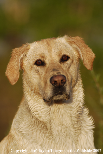 Yellow Labrador Retriever