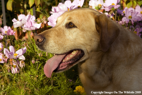 Yellow Labrador Retriever