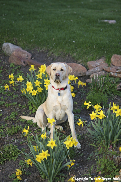 Yellow Labrador Retriever in yard