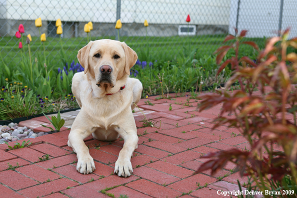 Yellow Labrador Retriever by flowers