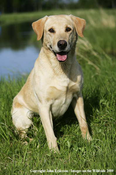 Yellow Labrador Retriever in field