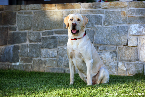 Yellow Labrador Retriever in yard