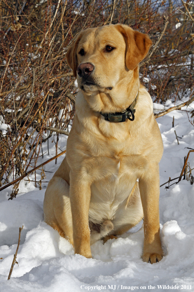 Yellow Labrador Retriever in winter. 