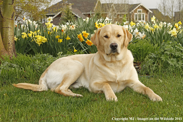 Yellow Labrador Retriever.