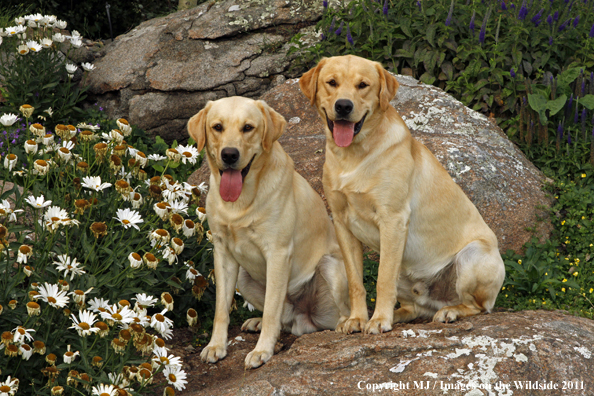 Yellow Labrador Retrievers.