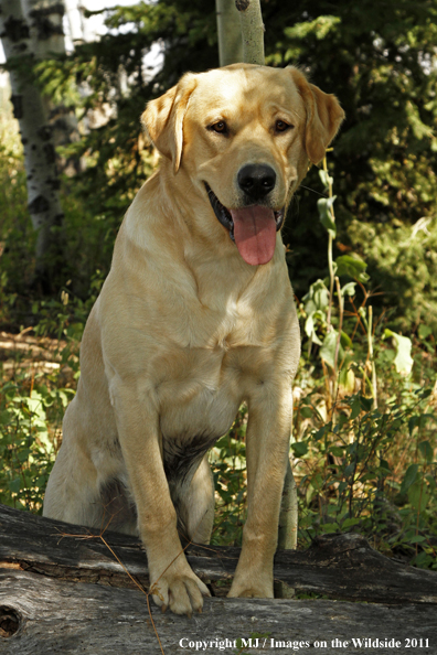Yellow Labrador Retriever.