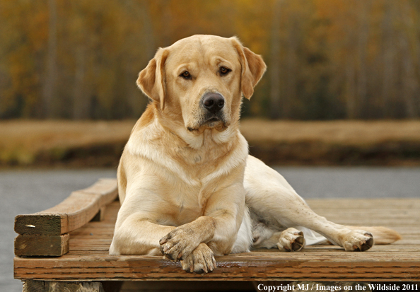 Yellow Labrador Retriever.