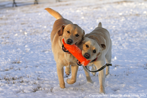 Yellow Labs playing. 