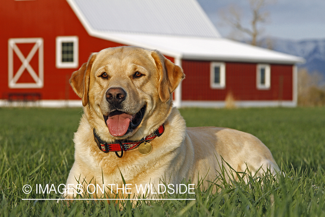 Yellow Labrador Retriever