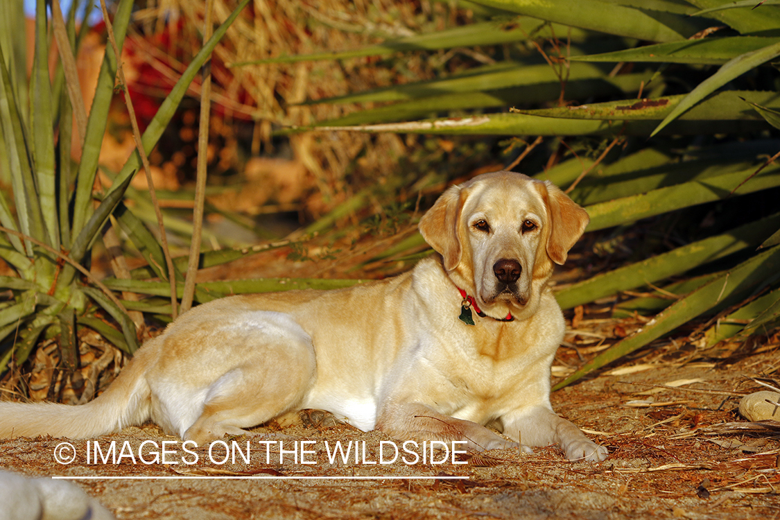Yellow Lab in Mexico.