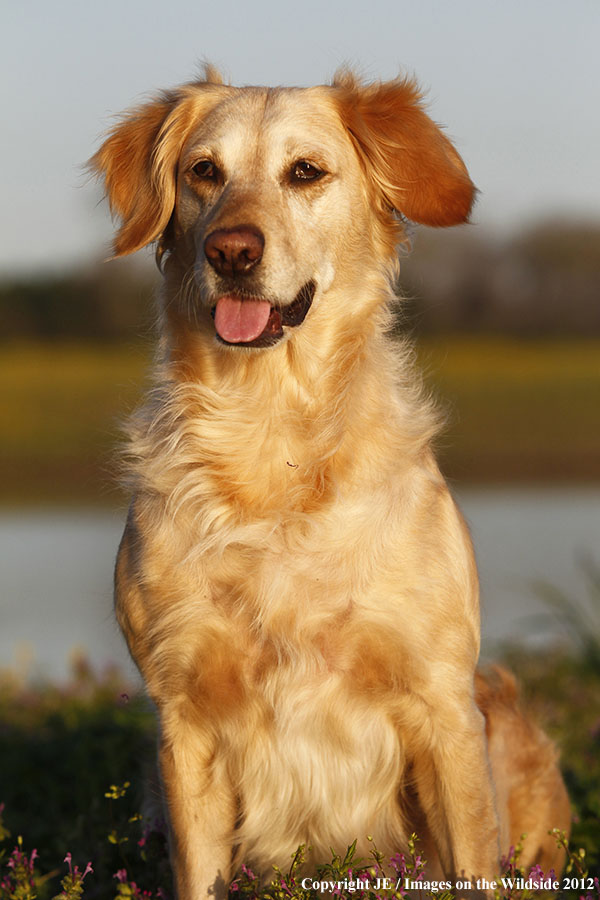 Golden Retriever.