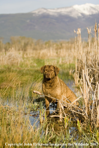 Chesapeake Bay Retriever