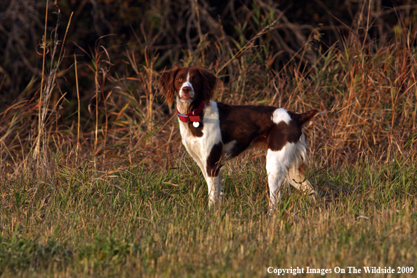 Brittany Spaniel in field